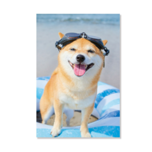 Postkort/Card: Shiba med briller