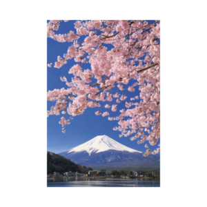 Postkort/Card: Fuji og Sakura