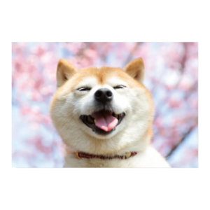 Postkort/Card: Smilende shiba